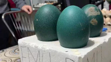 Un tânăr de 19 ani și-a transformat pasiunea pentru păsări într-o afacere / Vinde un ou cu 150 de lei bucata