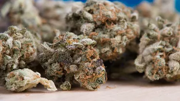 Germania legalizează deținerea și cultivarea de canabis. Ministrul sănătății, Karl Lauterbach: Să sperăm că acesta este începutul sfârșitului pentru piața neagră