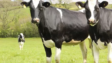 China a clonat cu succes trei vaci Holstein Friesian / Care sunt motivele pentru care oamenii de știință au recurs la acest lucru