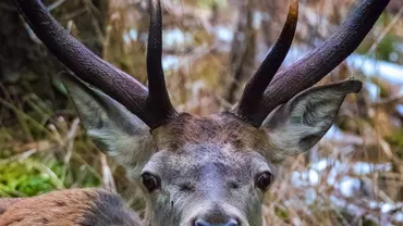 Epidemia „bolii cerbilor zombi“ se răspândește în America de Nord. Cercetătorii se tem că s-ar putea transmite la oameni