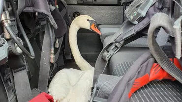 O lebădă, salvată de la moarte, i-a însoțit pe pompierii constănțeni la stingerea unui incendiu: Am avut un coleg înaripat