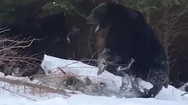 Imagini spectaculoase și rare cu doi urși care-și dispută teritoriul în Suceava (VIDEO)