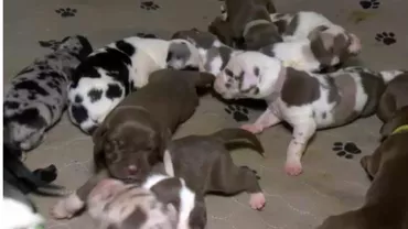 O femelă dog german a născut nu mai puțin de 21 de pui / Cum s-a întâmplat minunea