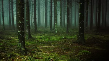 Ministrul Mediului, despre monitorizarea pădurilor prin satelit: Vor fi 350 de puncte video. Discutăm despre drone, camere video inteligente. Sistemul va genera alerte când sunt probleme