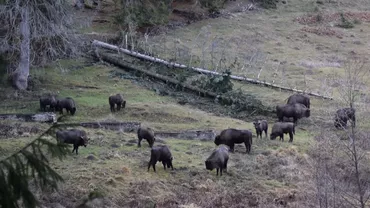 Imagini splendide cu o turmă de zimbri în libertate într-o pădure din Neamț. Este cel mai mare animal european de pe uscat (VIDEO)