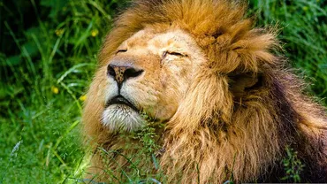 Sfârșitul leului care a „domnit” 7 ani într-o regiune din Africa / Bob Junior a fost ucis de rivali