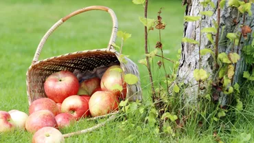 Îngrijirea pomilor fructiferi în aprilie. Ce trucuri folosesc grădinarii cu experiență?