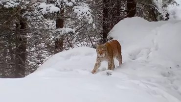 Imagini inedite cu cea mai mare felină a Europei în pădurile Munților Făgăraș: „Avem nevoie de un Parc Național” (VIDEO)