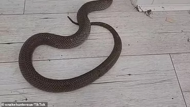Un șarpe veninos a pătruns într-o locuință din Australia / Proprietarul casei s-a lăsat mușcat de reptilă pentru a-și proteja fiica