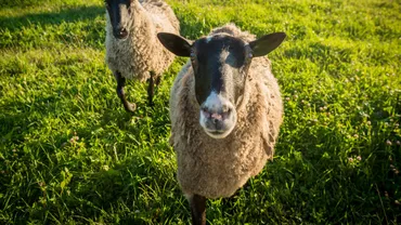 Un român a fost prins cu patru oi și un miel în portbagaj și pe bancheta din spate, în Belgia