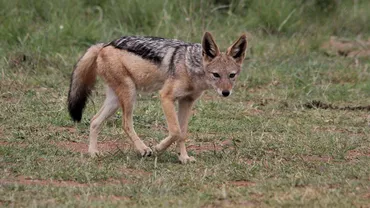 Invazie de șacali în județul Vaslui. Autoritățile estimează că peste 400 de astfel de animale trăiesc în zonă