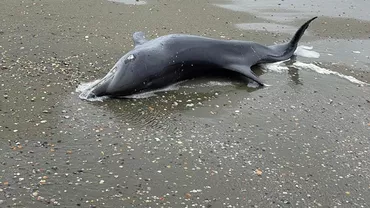 Trei delfini au fost găsiți morți pe o plajă din Eforie / Care ar putea fi cauza