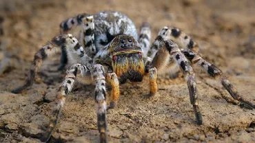 I se spune tarantula românească dar este de fapt păianjen lup. Monstrul din grădinile românilor este inofensiv și... un mare dansator - numele dansului Tarantella vine de la el