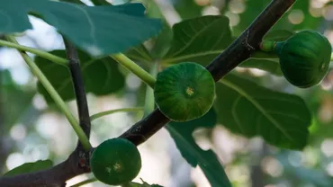 Românii care plantează acest copac în curte au parte de o binecuvântare / Frunzele, fructele și lăstarii se pot consuma