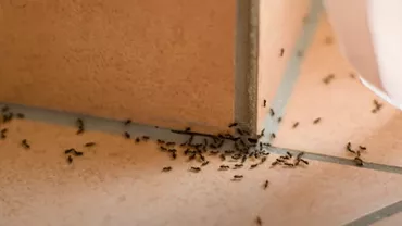 Soluții naturale pentru a scăpa de furnici / Trucuri simple prin care poți să alungi insectele