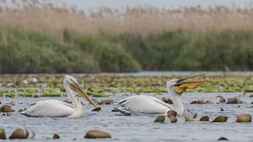 Prețurile au explodat! Câți bani trebuie să scoată din buzunar românii pentru o vacanță de trei zile în Delta Dunării de 1 Mai