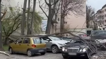 Două mașini parcate lângă Primâria Focșani au fost lovite de un copac doborât de vânt