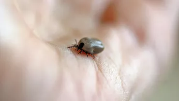 Record de pacienți mușcați de căpușe. Ce simptome are boala Lyme și cum se tratează