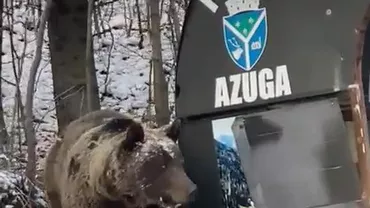 Un urs a fost văzut într-o stație de autobuz din Azuga: Pe vremea lui Ceaușescu pădurarii le puneau hrană în pădure