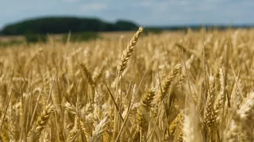 România, al patrulea mare importator de grâu din UE. Cantitatea din Moldova a crescut de 17 ori