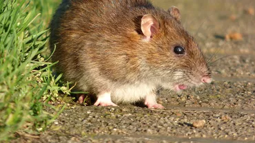 O insulă preferată de români este infestată de șobolani. Care ar fi motivul
