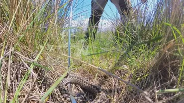 Record de vipere în Delta Dunării / Ce zonă urmează să fie protejată