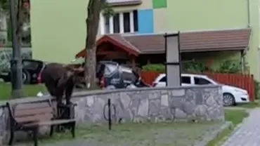 Este alertă la Comarnic! O școală va fi păzită de polițiștii locali după ce un urs a fost văzut de mai multe ori în zonă