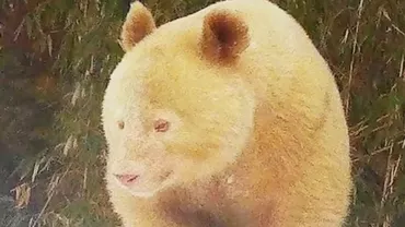 Singurul exemplar cunoscut de panda uriaș albinos se află în China / O echipă dedicată îl urmărește și îi studiază mișcările zilnice