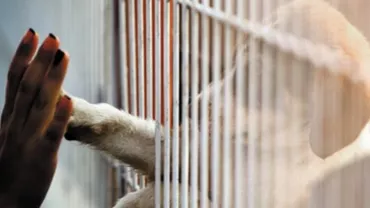 Un nou târg de adopții pentru căței are loc pe 13 mai, la București / Iubitorii de animale vor putea alege dintre 50 de patrupezi