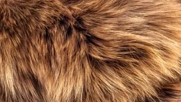 Hainele de blană naturală ar putea dispărea / România se alătură celor 19 țări care au interzis creşterea animalelor pentru industria vestimentară