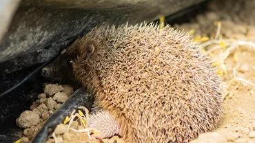 Autoritățile dintr-un oraș din Germania au decis să interzică această practică a cetățenilor. Ce nu mai au voie să facă locuitorii noaptea