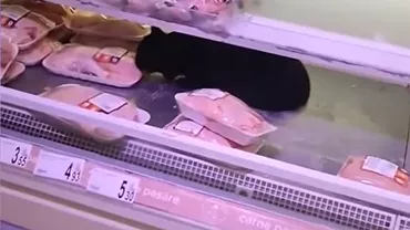 Reacția supermarketului Carrefour după ce o pisică a intrat în vitrina cu carne. „Pisica a fost înlăturată în siguranță, toată cantitatea de carne de la raft a fost distrusă”
