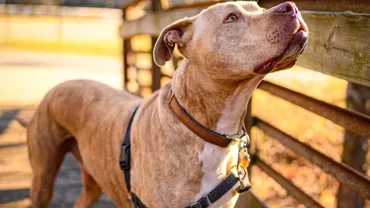 Proprietarii de câini din rase care sunt considerate periculoase vor plăti amenzi mai mari / Cât de drastice vor fi sancțiunile