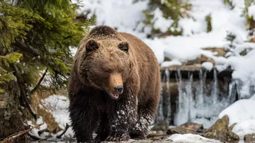 Un cioban prahovean a reuşit să obţină despăgubiri de 100.000 de lei de la Ministerul Mediului, după ce a fost atacat de un urs