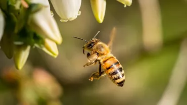 Sute de mii de albine au fost otrăvite în județul Satu Mare. Apicultorii cred că cei care cultivă rapiță au folosit un pesticid care le-a fost fatal