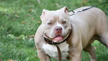Un bărbat a fost atacat de un câine Amstaff, care a ieșit brusc dintr-o curte. I-a fost amputat un deget de la o mână