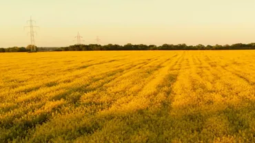 Culturile de rapiță întristează agricultorii. Anul acesta prețul va fi la jumătate: „Va fi un dezastru”