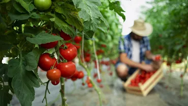 Cum ne putem da seama dacă roșiile cumpărate au fost tratate cu substanțe periculoase. Recomandările horticultor cu experiență