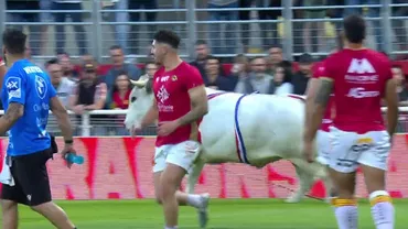 Panică pe stadion! Un taur a alergat jucătorii de rugby