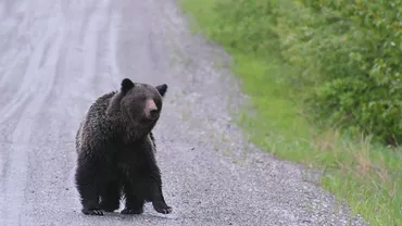 A fost semnalată prezenţa unui urs la marginea municipiului Sibiu, pentru a doua zi consecutiv