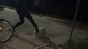 Câine lovit fără motiv de un adolescent. Amicii agresorului au izbucnit în râs când au văzut momentul (VIDEO)