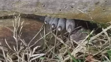 Ce este Xylaria polymorpha, ciuperca denumită și degetele mortului, care-i bagă în sperieți pe drumeți