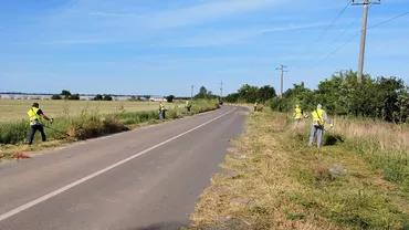 CJ Ilfov continuă tratamentele pentru combaterea și distrugerea ambroziei. Activități de cosire pe trei drumuri județene (FOTO)