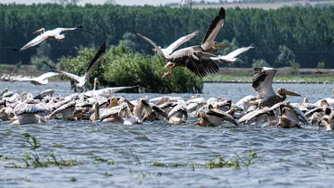 Pensiunile din Delta Dunării și-au epuizat camerele: 75% din locurile de cazare, rezervate până la sfârșitul lunii septembrie
