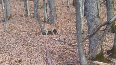 Imagini rare cu o femelă de râs însoțită de doi pui, în Munții Vrancei (VIDEO)