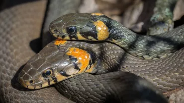 Orașul din România invadat de șerpi / Ce avertisment au dat autoritățile