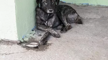 Mii de turiști din Franța își abandonează animalele de companie în drum spre coastă sau la țară
