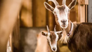 O turmă de capre, invitată să îndeplinească o misiune importantă în parcurile din New York (VIDEO)