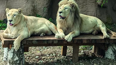 Animalele de la Zoo Brașov primesc hrană înghețată în zilele toride de vară: „Cei care se bucură, într-adevăr, de căldură, sunt lemurii”
