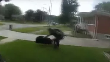 Momente comice în SUA: Polițiști și localnici, în goană după un porc plimbăreț (VIDEO)